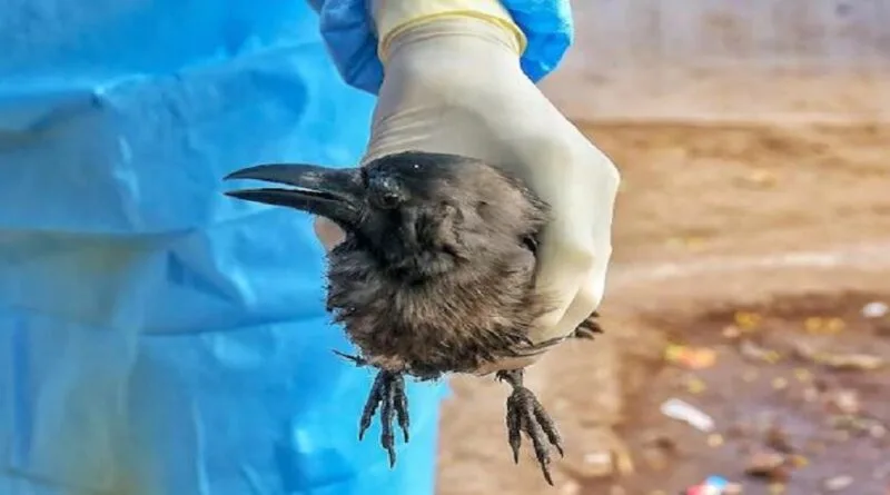 प्रदेश के कई जिलों में पक्षियों के मरने के मामले लगातार सामने आ रहे हैं। अब चमोली में दो मरे हुए पक्षी मिले हैं। जोगीधार के पास बदरीनाथ हाईवे के किनारे एक कौवा मरा हुआ मिला।