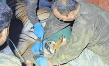 उत्तराखंड: राजाजी बाघ अभयारण्य में कॉर्बेट से बेहोश कर 5वें बाघ को पकड़ा गया